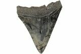 Serrated, 3.91" Fossil Megalodon Tooth - South Carolina - #201527-1